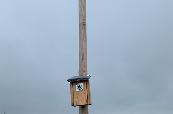 kamagra rezeptfrei paypal